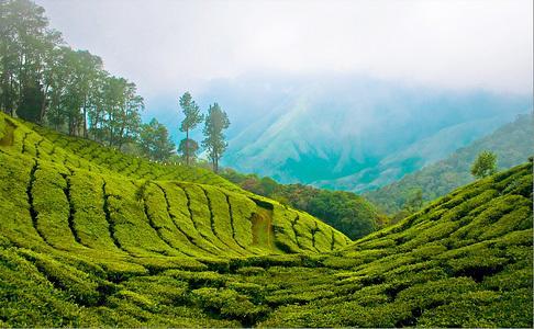 Hôtel Munnar Dreams Extérieur photo